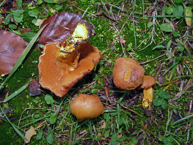 Di che specie si tratta ?